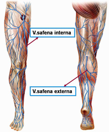 Veias